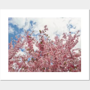 Wild pink cherry Posters and Art